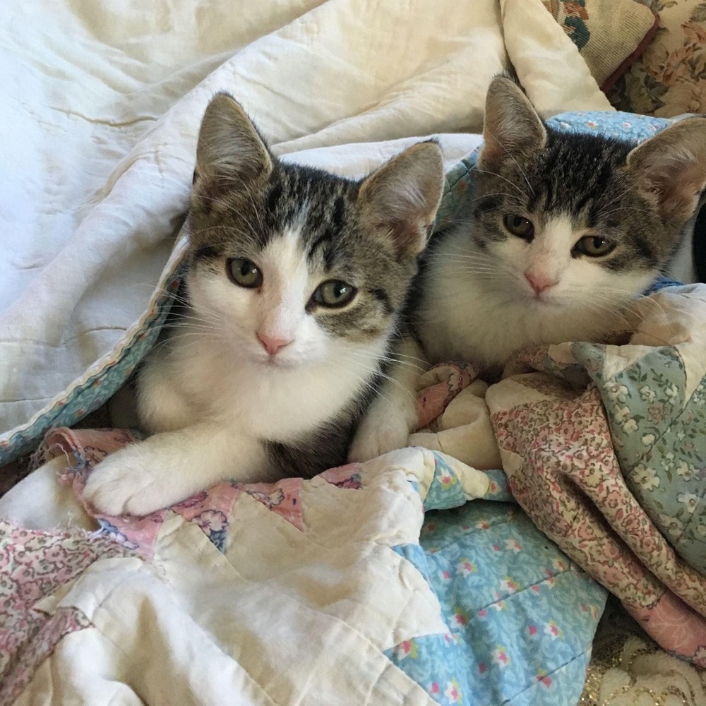 Cat section